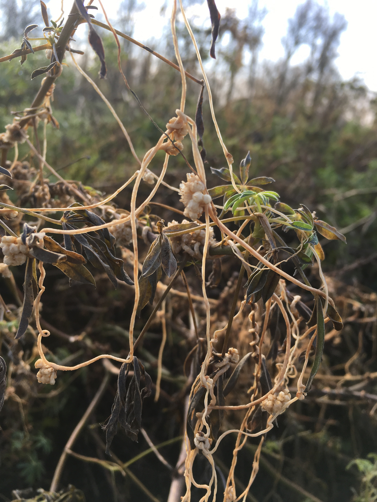 Cuscuta pentagona