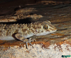 Tenuidactylus caspius