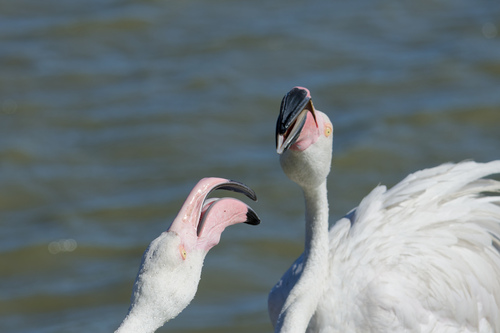 Flamenco común (Phoenicopterus roseus)