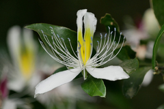 Tom Heijnen, CC BY, iNaturalist via GBIF Capparis brevispina, photograph Tom Heijnen, CC BY, iNaturalist via GBIF