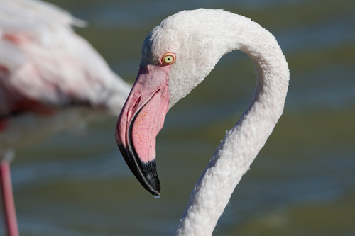 Flamenco común (Phoenicopterus roseus)