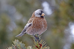 Leucosticte tephrocotis littoralis