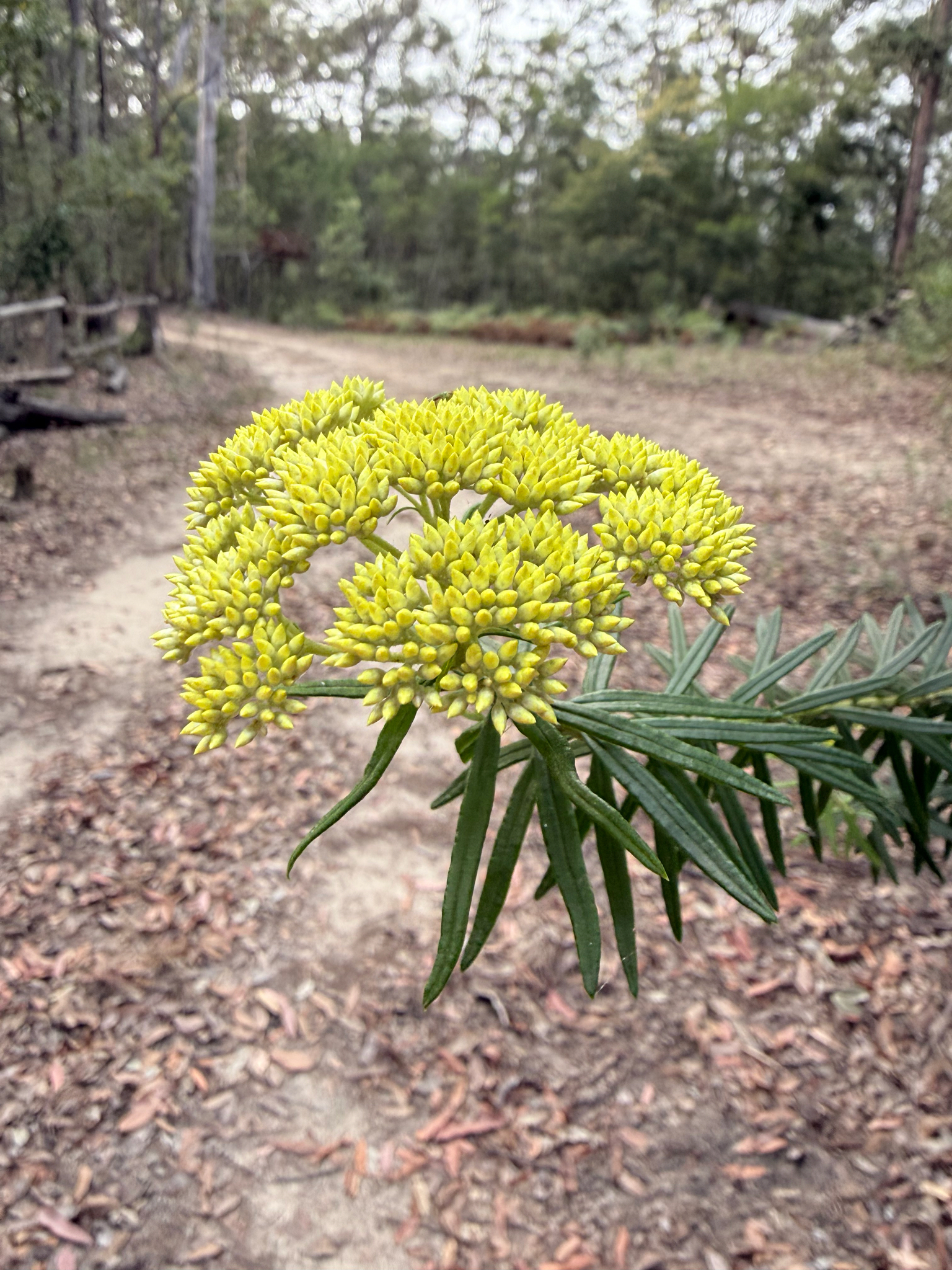 Cassinia aureonitens