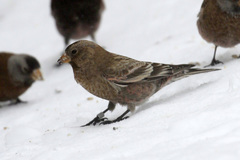 Leucosticte australis
