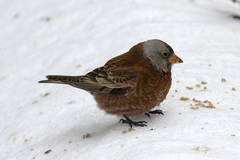 Leucosticte tephrocotis littoralis