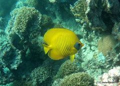 Chaetodon semilarvatus