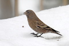 Leucosticte australis