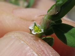Polygonum aviculare depressum