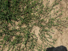 Polygonum aviculare depressum