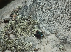 Chrysomya chloropyga