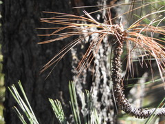 Pinus engelmannii