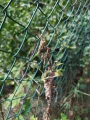 Cleistogenes serotina