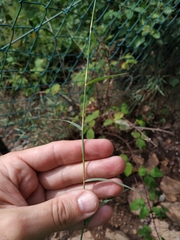 Cleistogenes serotina