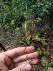 Cleistogenes serotina