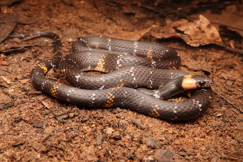 Oxyrhopus vanidicus Lynch, 2009