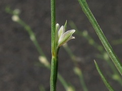 Polygonum tenue