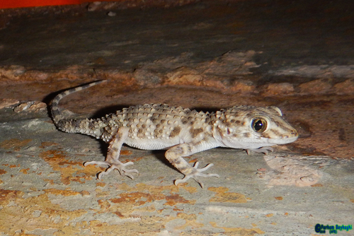 Caspian Bent-toed Gecko