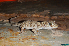 Tenuidactylus caspius