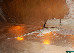 Tenuidactylus caspius