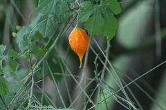 Momordica charantia