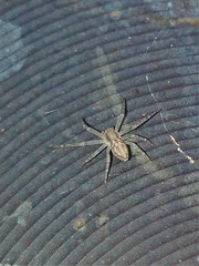 Philodromus rufus