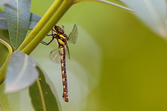 Caliaeschna microstigma