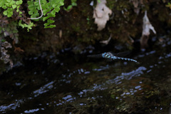 Caliaeschna microstigma