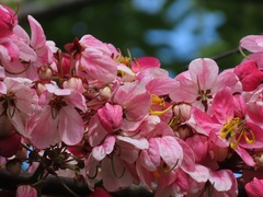 Cassia javanica
