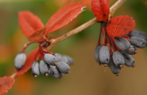 Berberis julianae iNat (3)