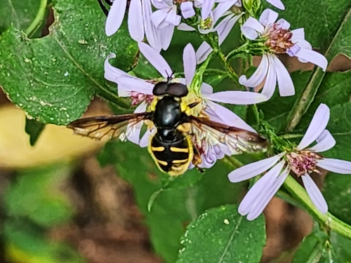 Unknown species found near Philadelphia, PA 19128, USA