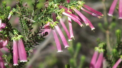 Erica diaphana