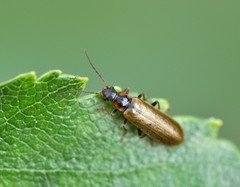 Rhagonycha nigriventris