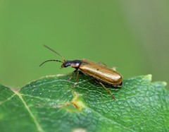 Rhagonycha nigriventris
