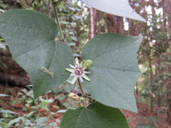 Passiflora sexflora