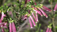 Erica diaphana