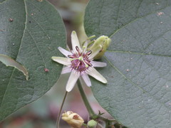 Passiflora sexflora