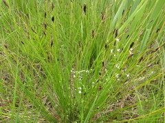 Schoenus ferrugineus