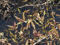 Potamogeton amplifolius