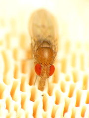 Drosophila falleni