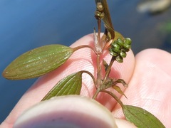 Potamogeton diversifolius