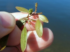 Potamogeton diversifolius