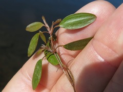 Potamogeton diversifolius