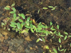 Potamogeton diversifolius