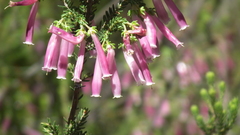 Erica diaphana
