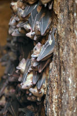 Rousettus leschenaultii