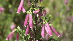 Erica diaphana