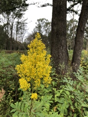 Solidago speciosa rigidiuscula