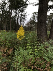 Solidago speciosa rigidiuscula
