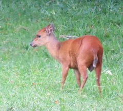 Cephalophorus natalensis