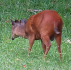 Cephalophorus natalensis
